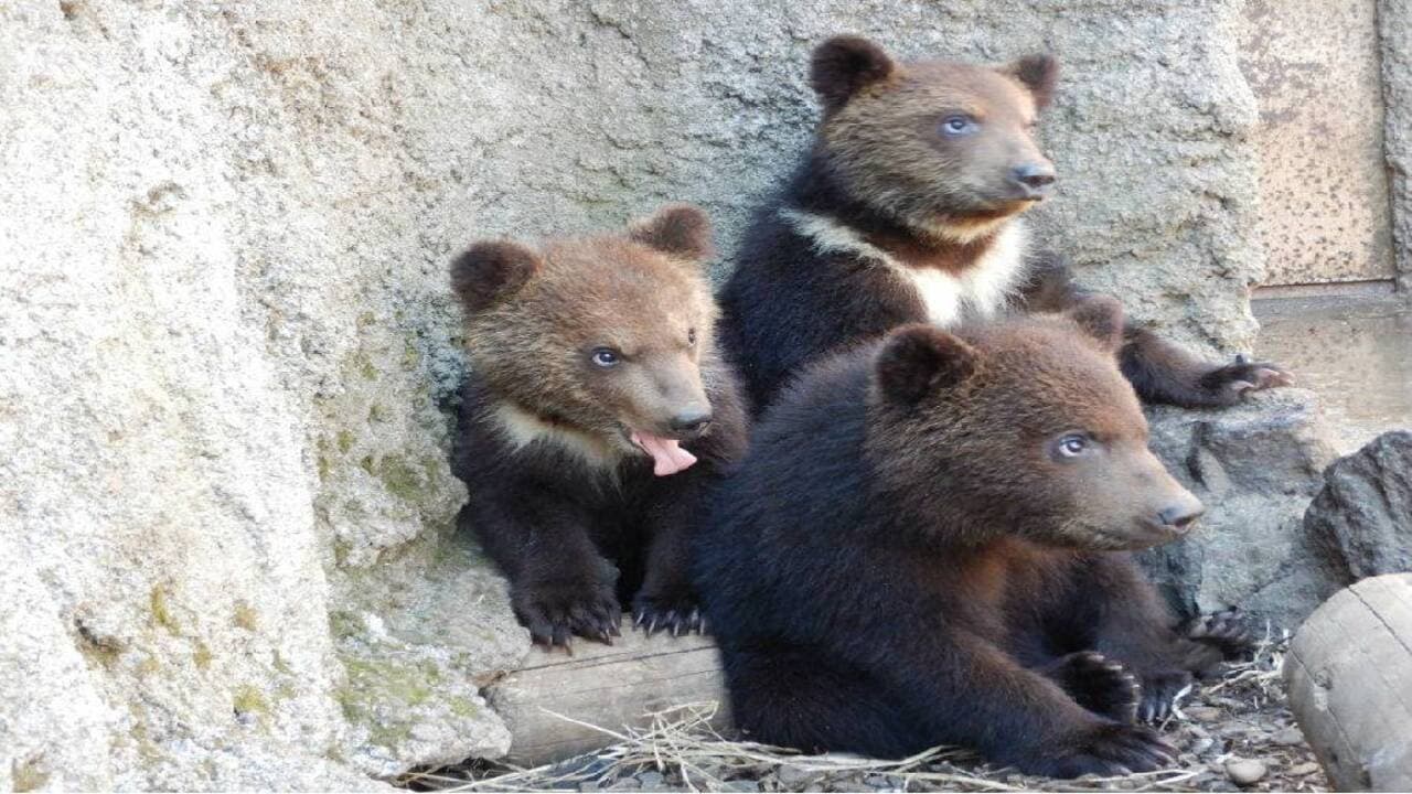 Hokkaido Noboribetsu Bear Park Ticket - image 3