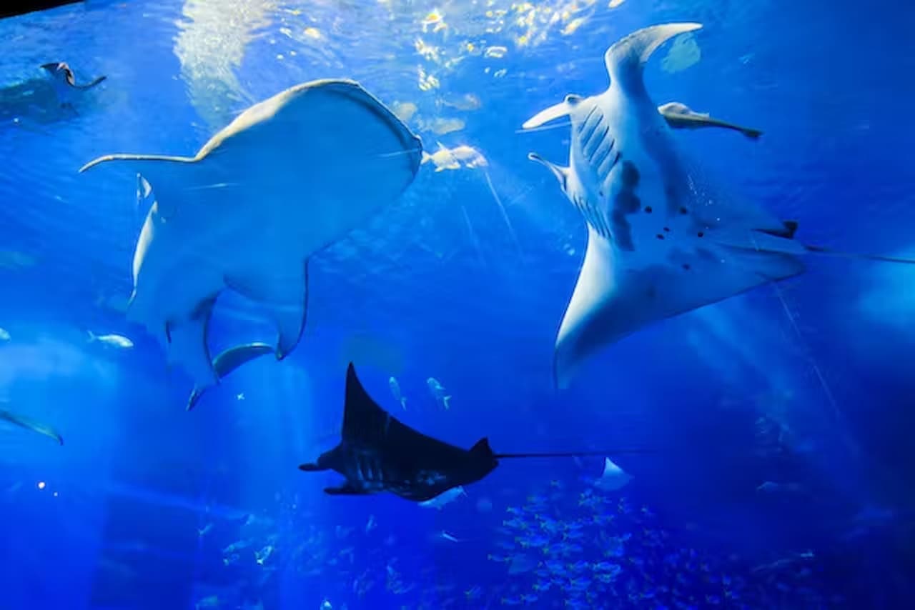 Okinawa Churaumi Aquarium Ticket - image 8