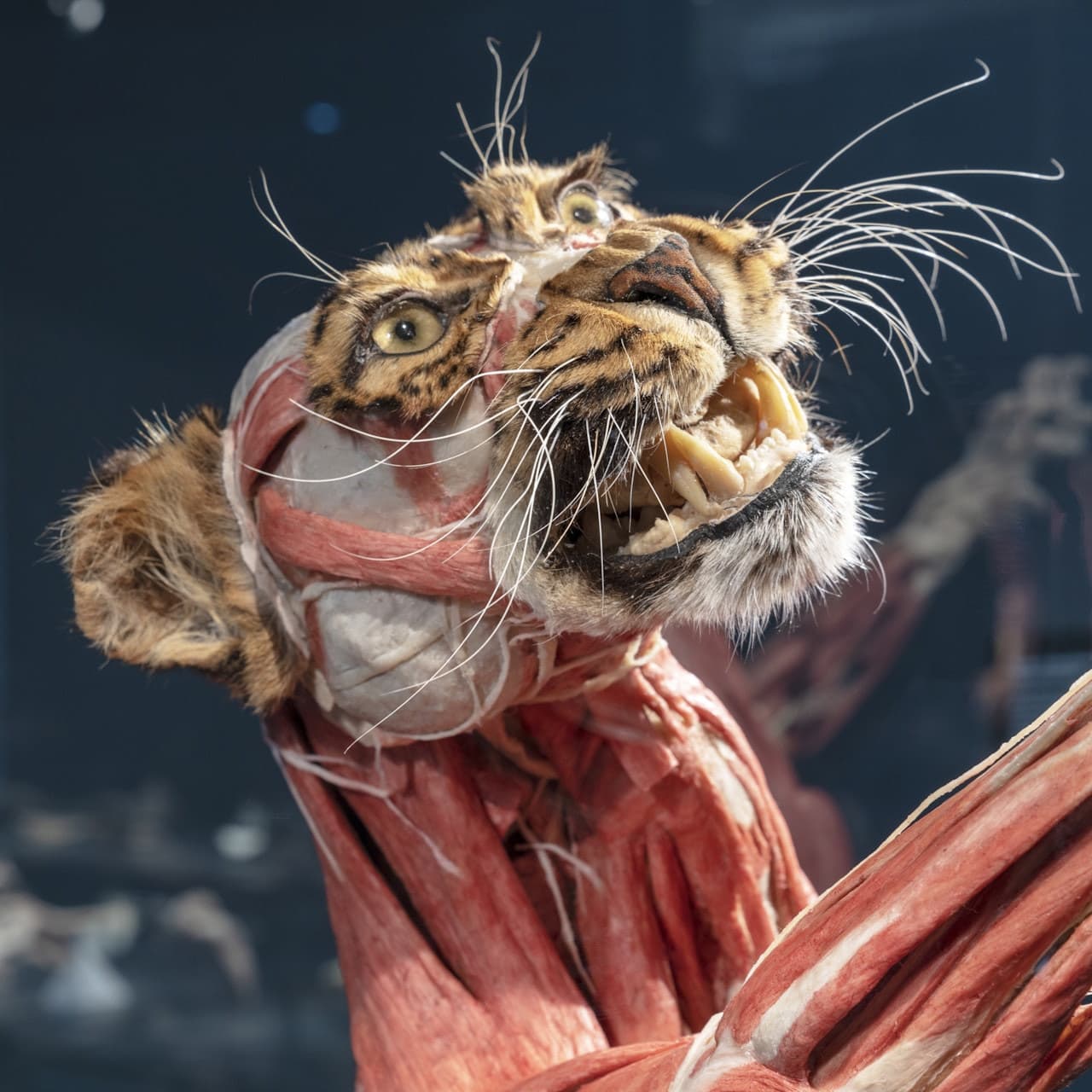 BODY WORLDS Berlin - image 3