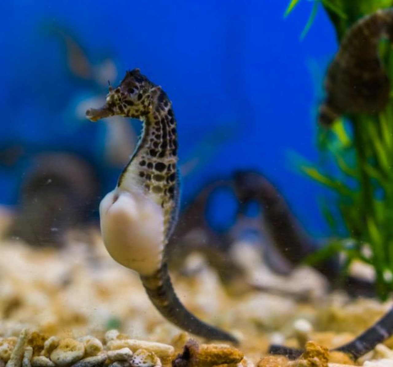 Seville Aquarium Ticket - image 6