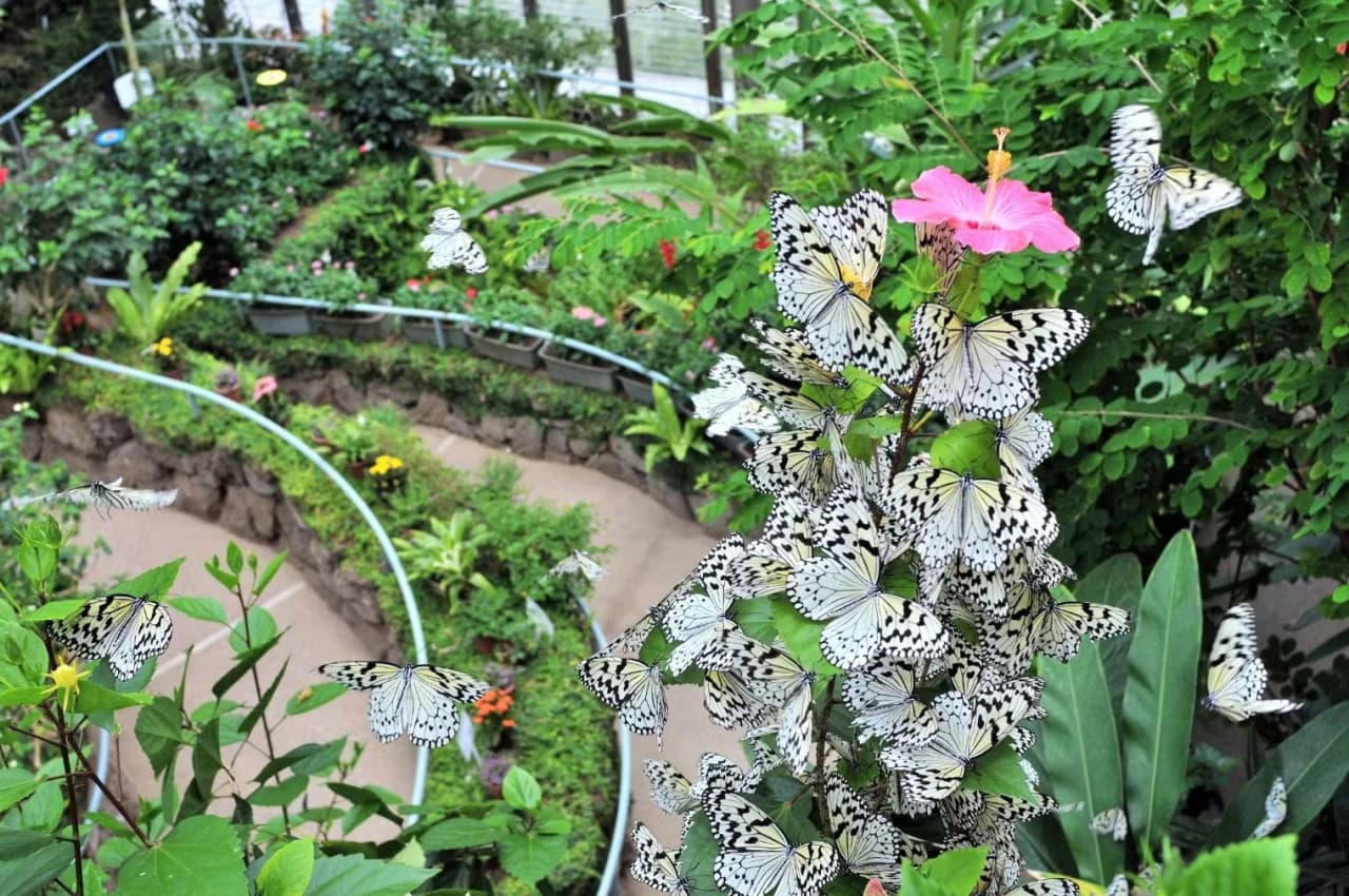 Ishikawa Insect Museum Ticket - main image