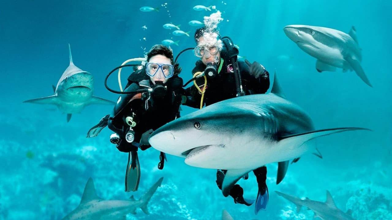Ultimate Marine Life Experience at Adventure Cove Waterpark - imagen 5