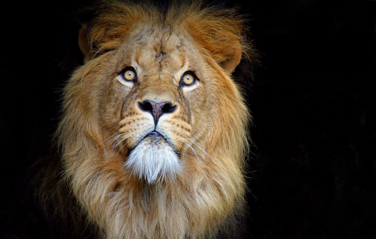 ARTIS Royal Zoo - main image