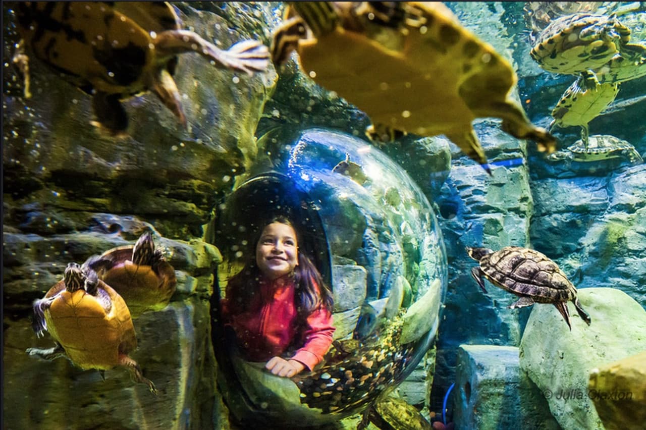 Go City San Antonio Highlights Pass: 3 Attractions - image 8