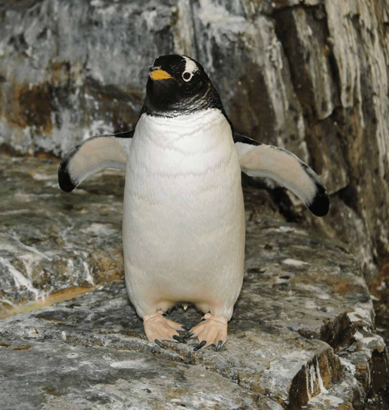 Central Park Zoo - image 8
