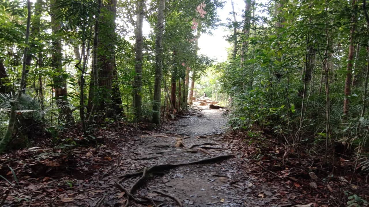 Taman Negara National Park Tour from Kuala Lumpur - image 7