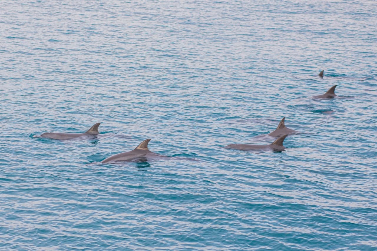 Raya Noi, Raya Yai, and Maiton Island Snorkelling Tour from Phuket - image 4