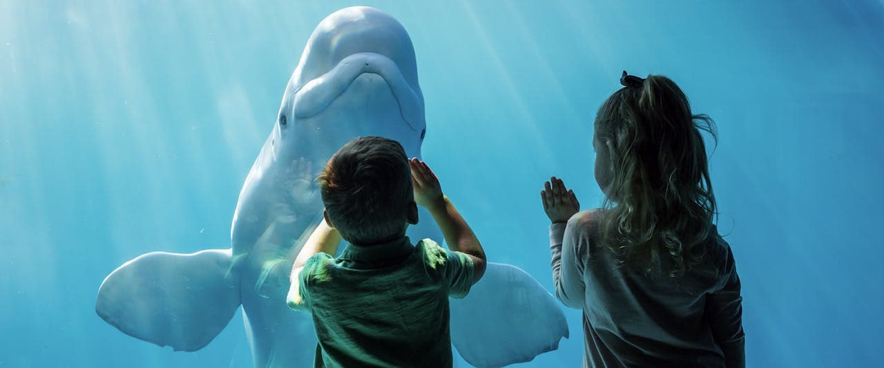 Chicago CityPASS: Entrada a 5 atracciones principales - imagen 2