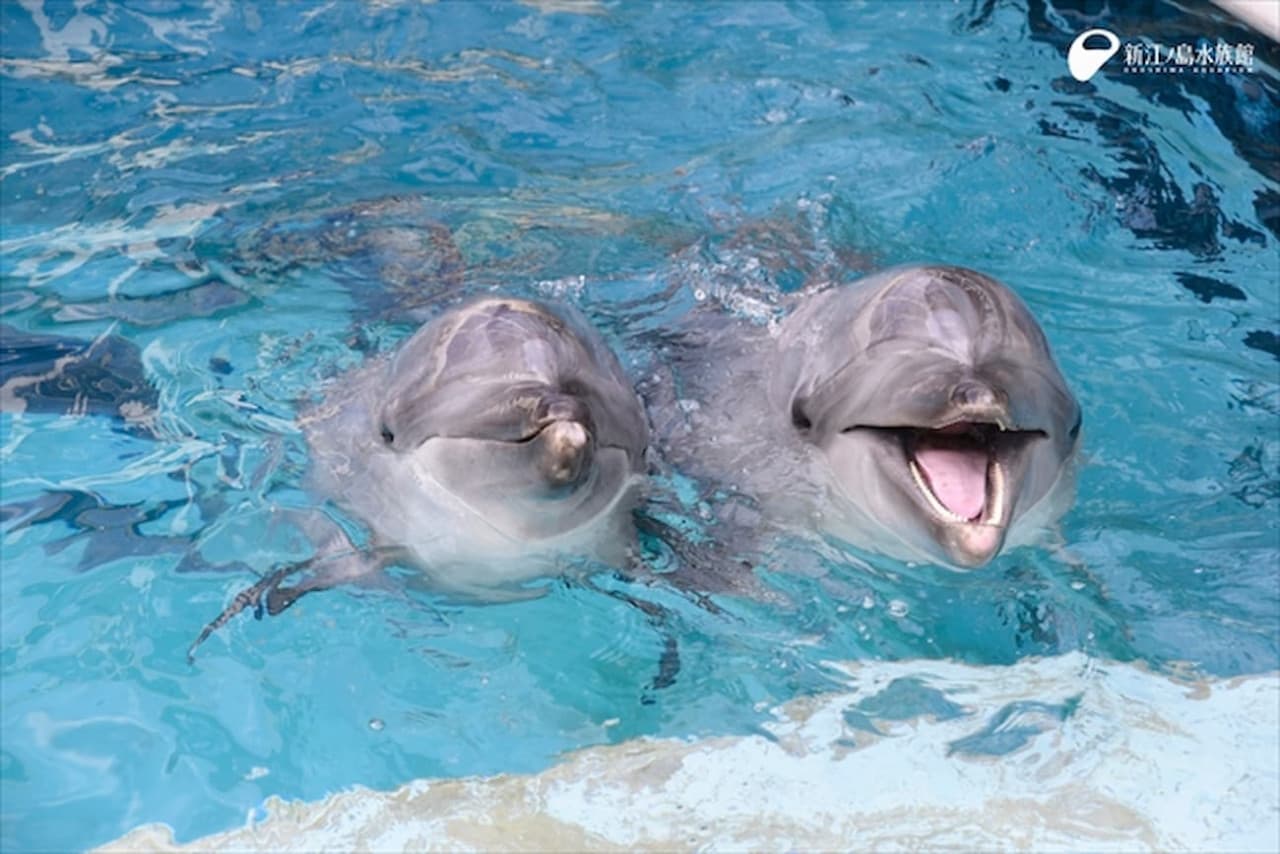 Enoshima Aquarium Ticket - image 6