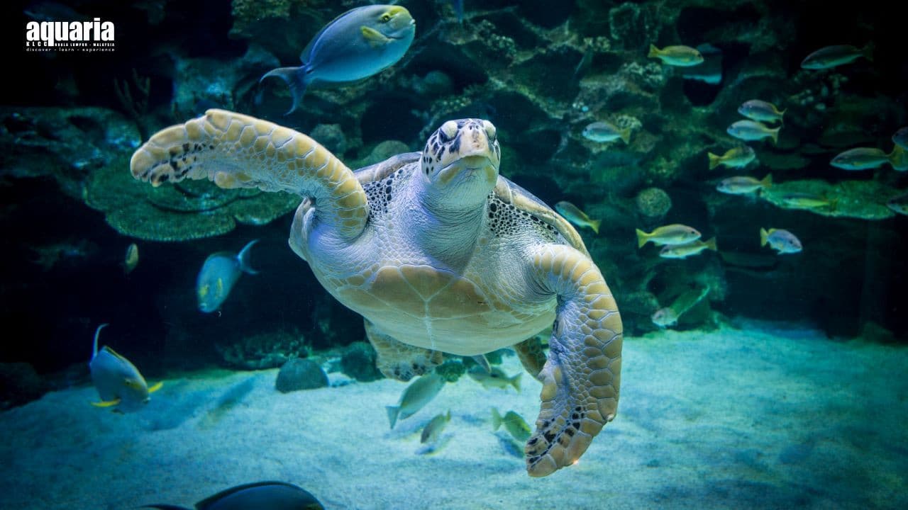 Aquaria KLCC Ticket - image 6