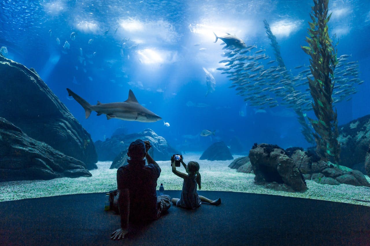 Oceanário de Lisboa Ticket - main image