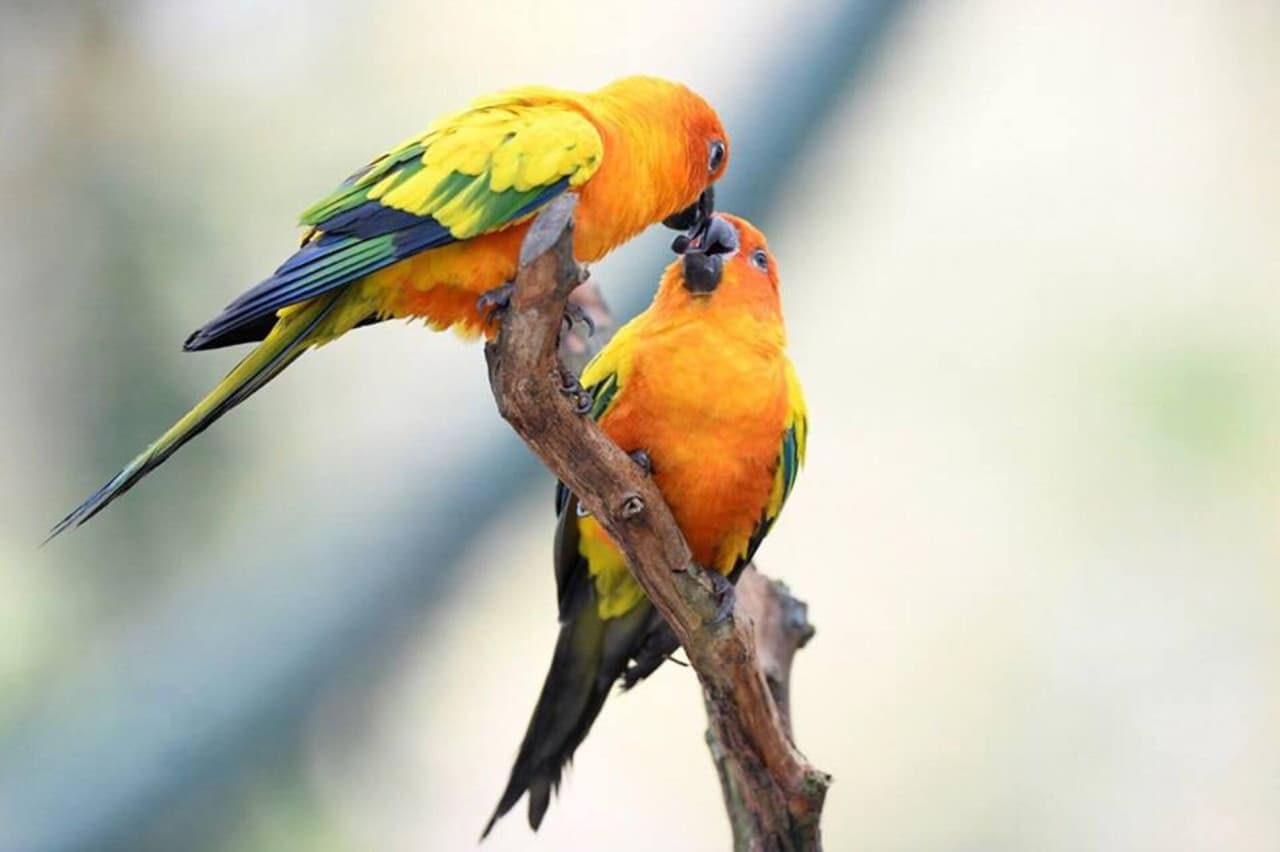 Vinpearl Safari Phu Quoc Ticket - image 15