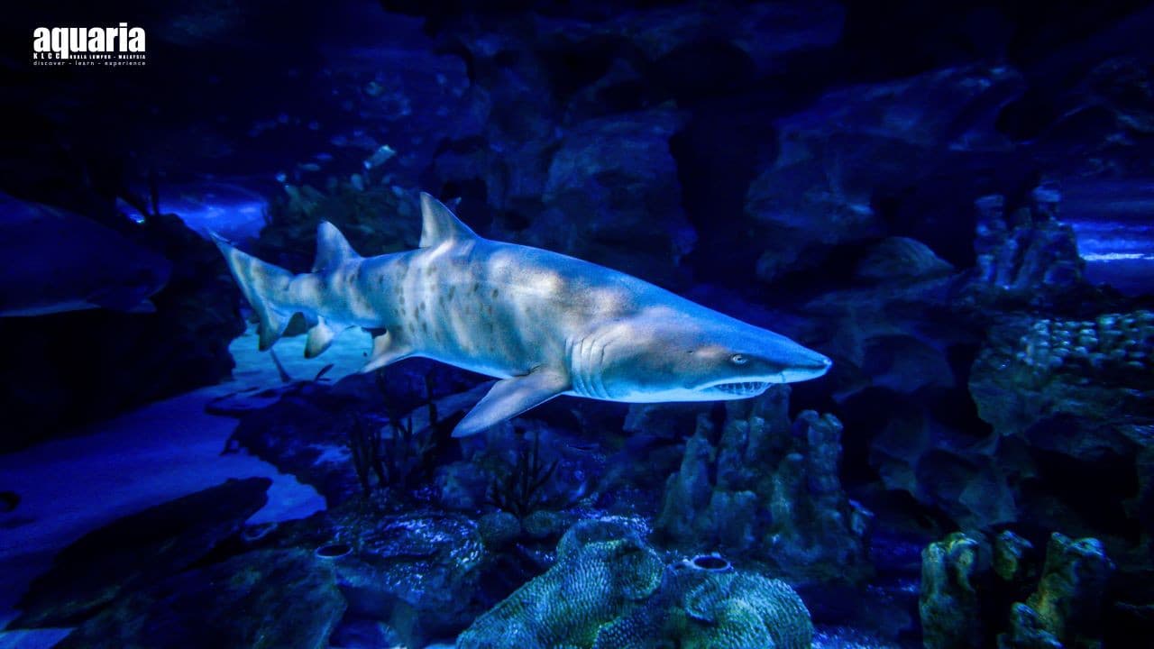 Aquaria KLCC Ticket - image 3