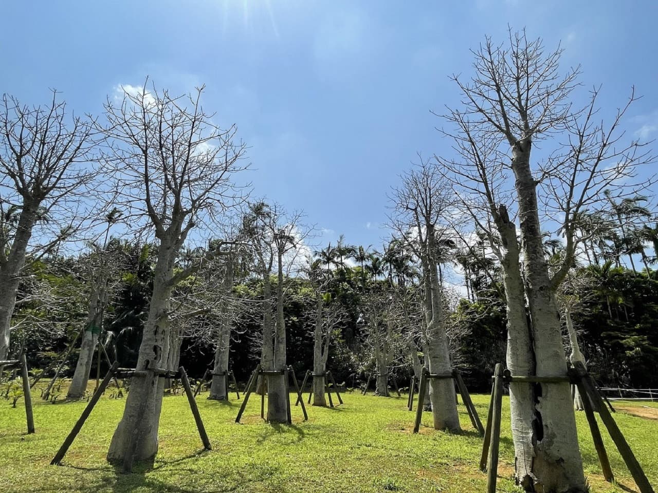 Okinawa Southeast Botanical Gardens - image 10