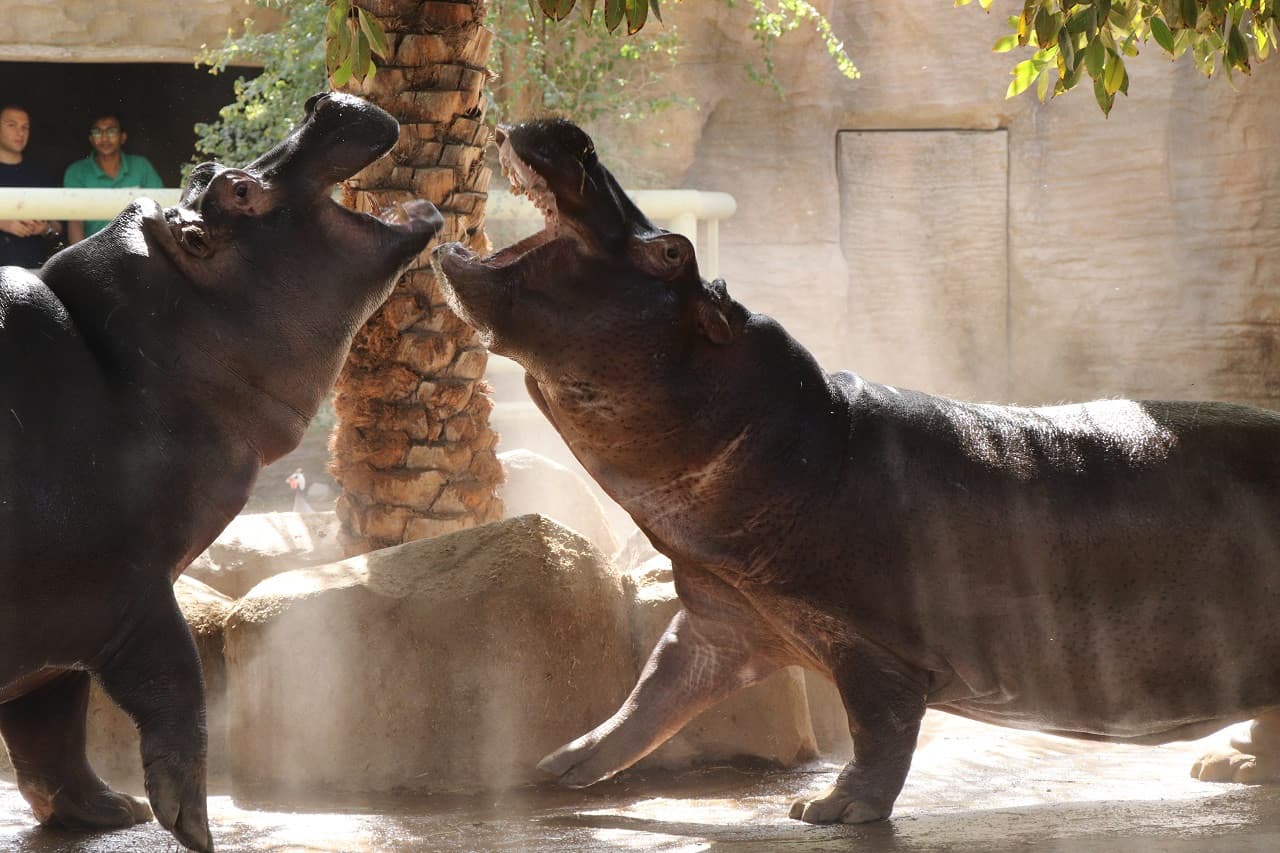Entrada a Emirates Park Zoo - imagen 3