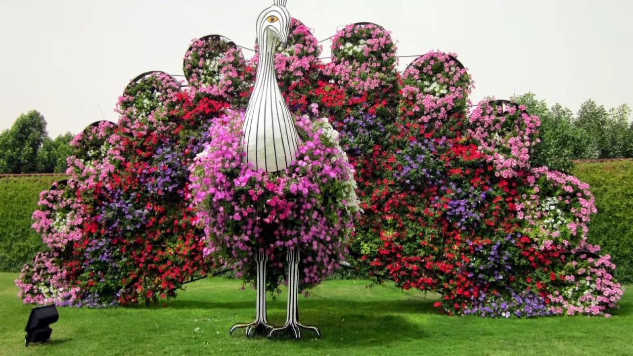 Entrada para Dubai Miracle Garden - imagen 8
