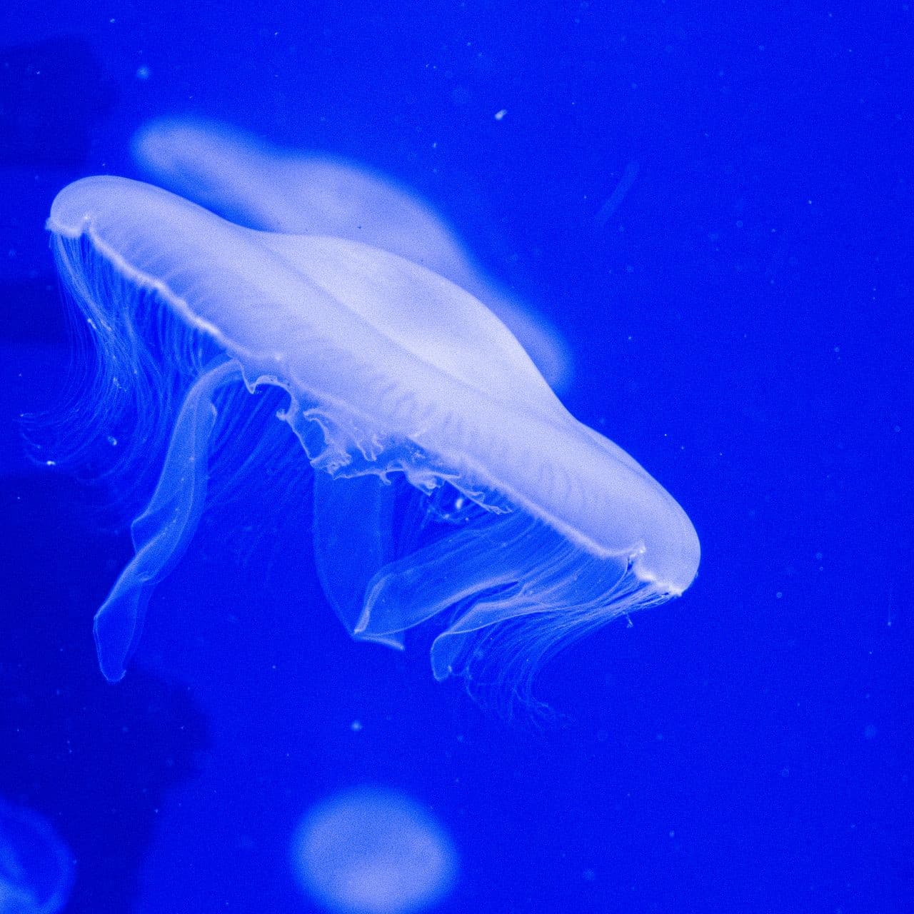 SEA LIFE Paris Aquarium Ticket - image 5