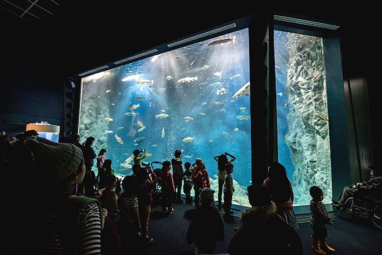 Salmon Hometown Chitose Aquarium Ticket - image 11