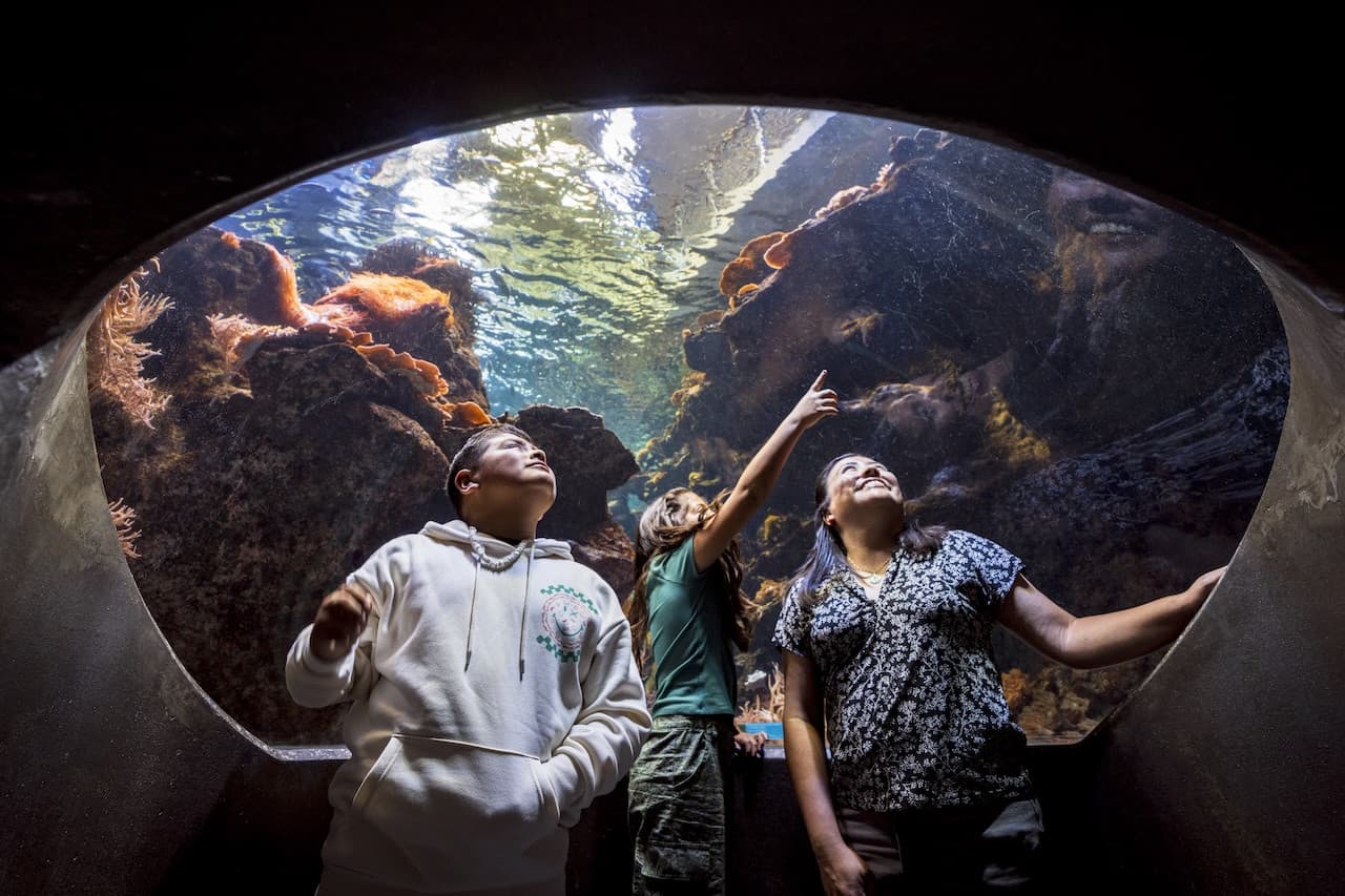 California Academy of Sciences Ticket - image 6