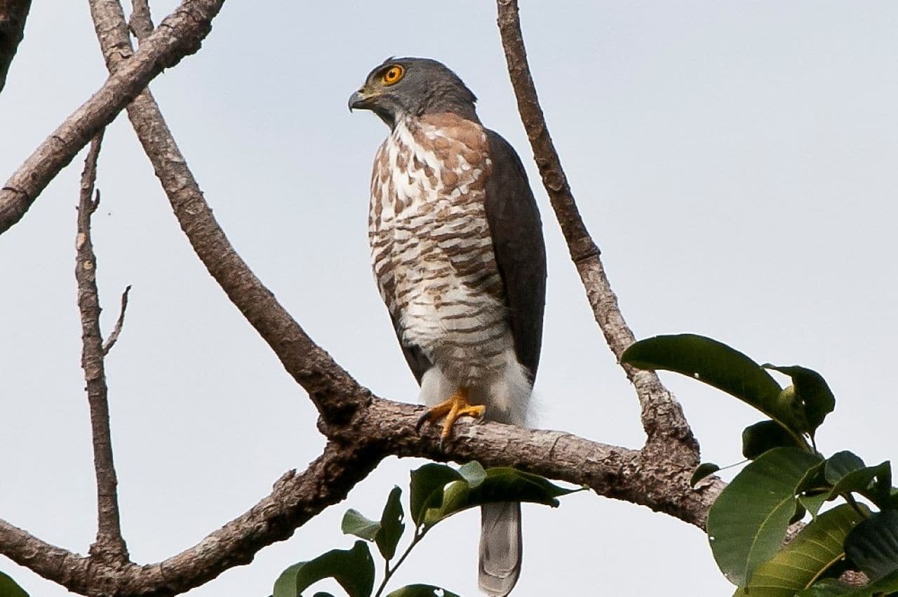 Desaru Coast Birdwatching Experience - image 3