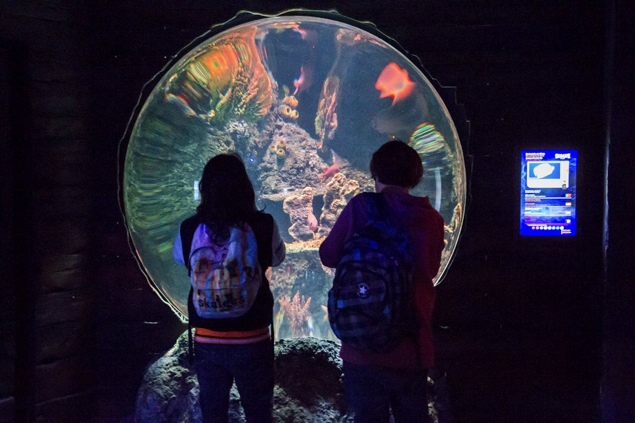 SEA LIFE Porto Ticket - image 7