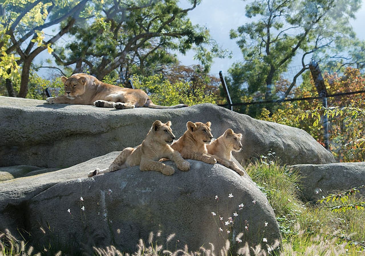 Paris Zoo (Parc Zoologique de Paris) - image 3