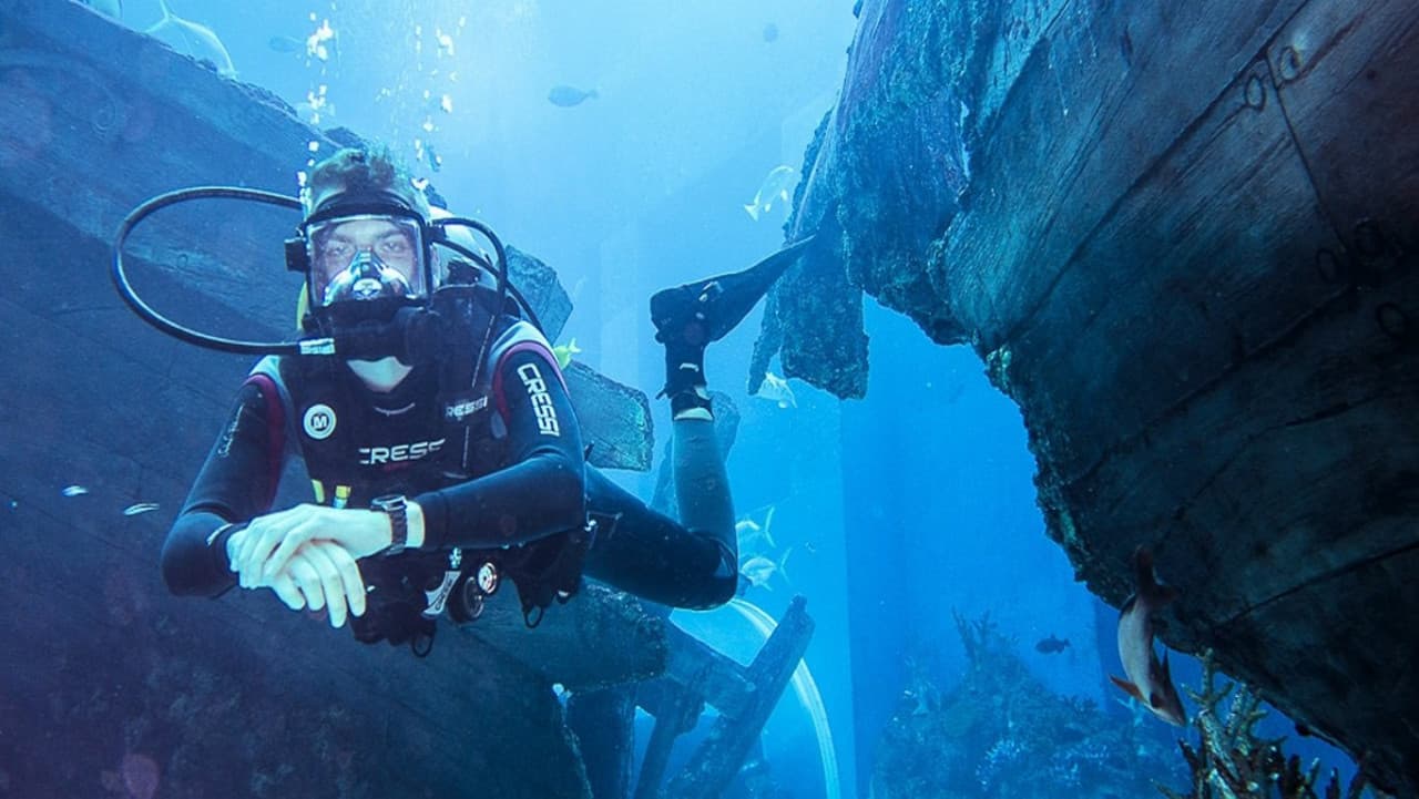 Ultimate Marine Life Experience at Adventure Cove Waterpark - imagen 7