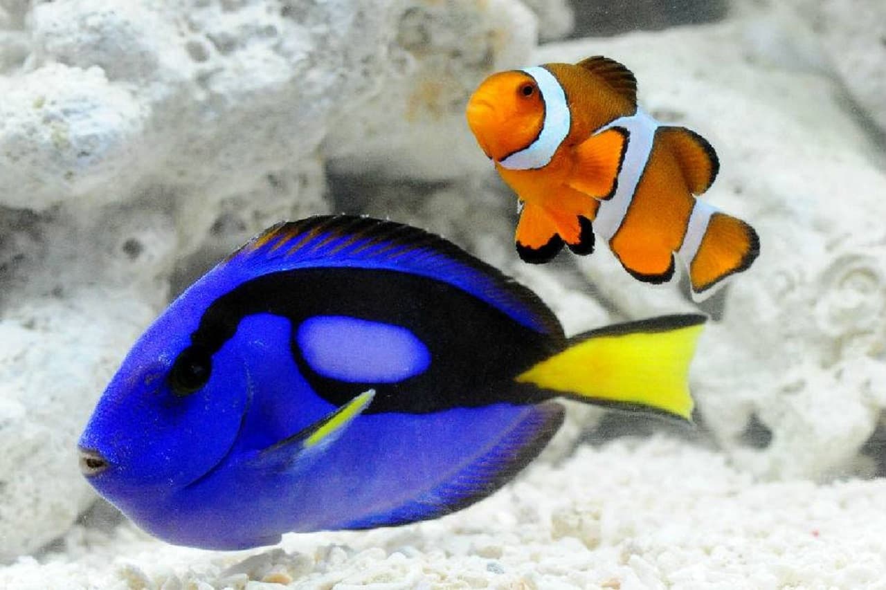 Kyoto Aquarium Ticket - image 2