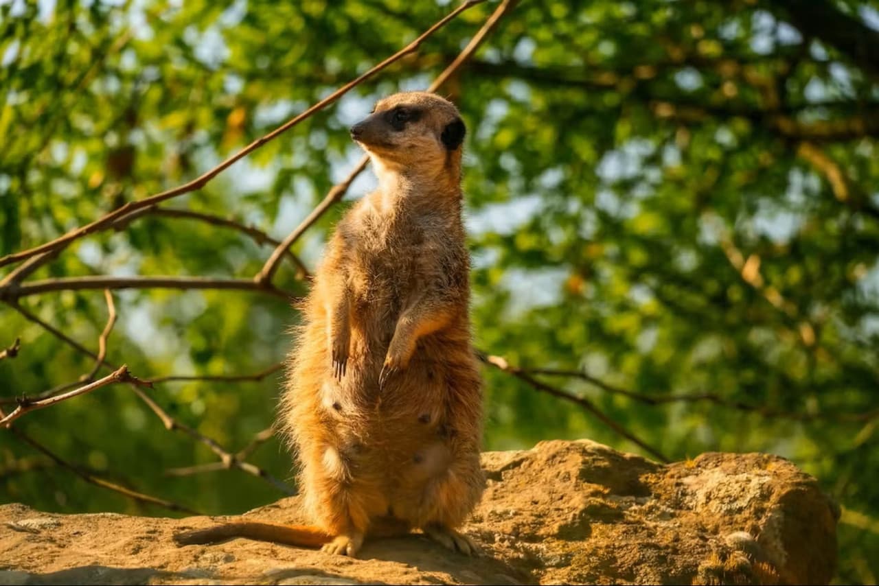 Prague Zoo Ticket + Audio Guide - image 4