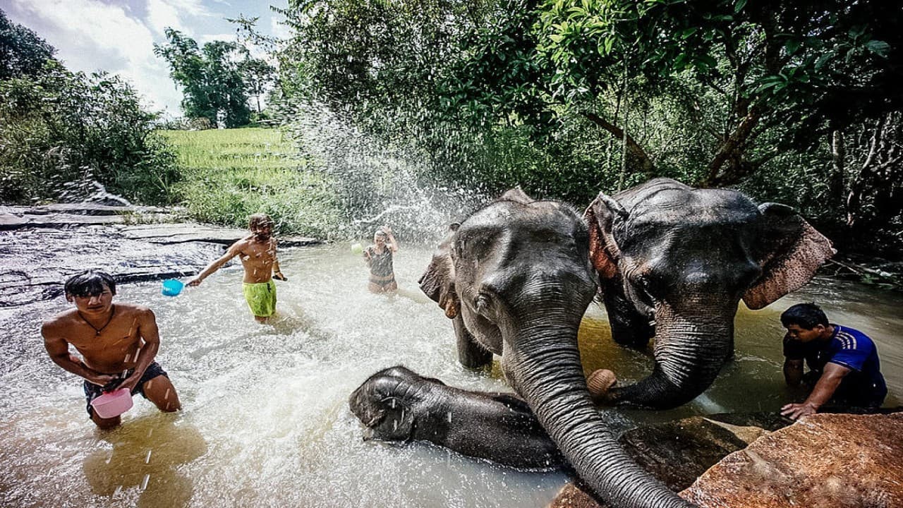 Elephant Jungle Sanctuary Chiang Mai - main image