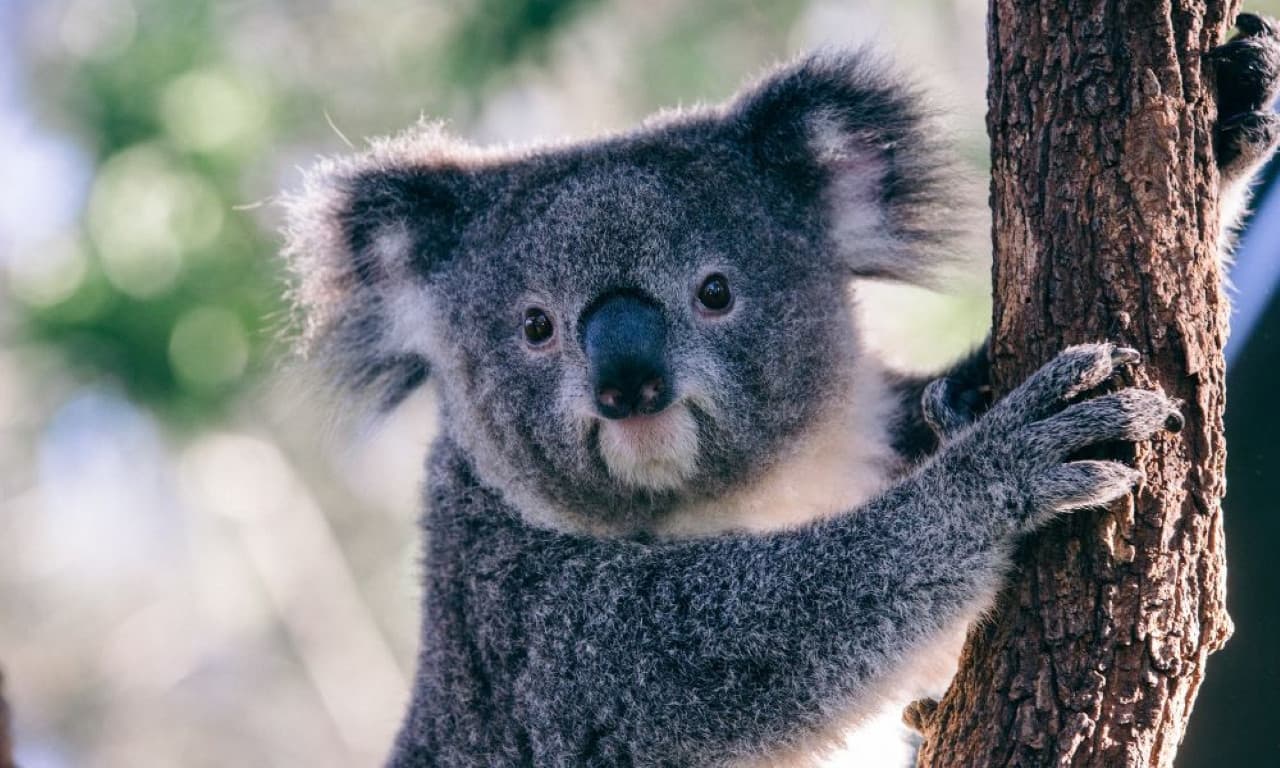 Taronga Zoo Ticket with Optional Round Trip Ferry - image 3