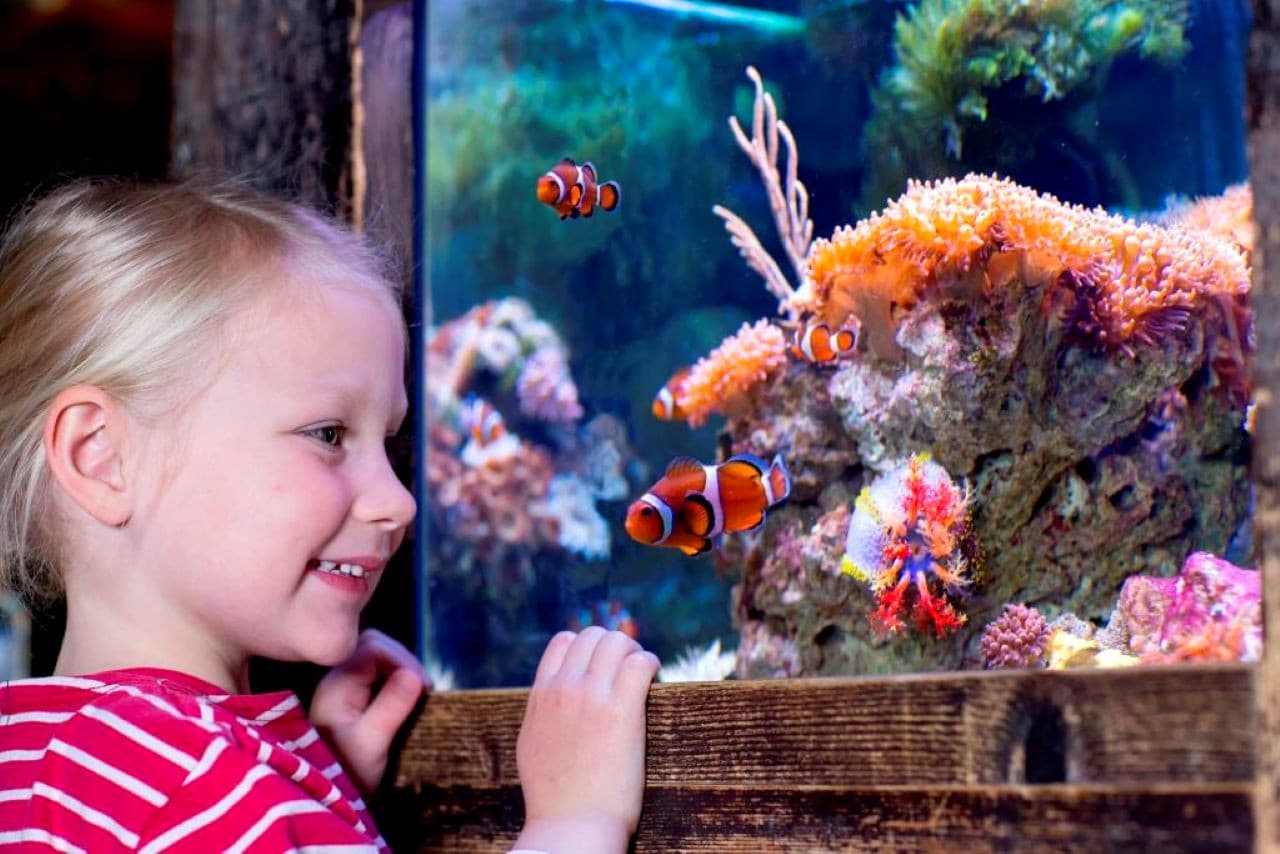SEA LIFE Oberhausen Aquarium Ticket - main image