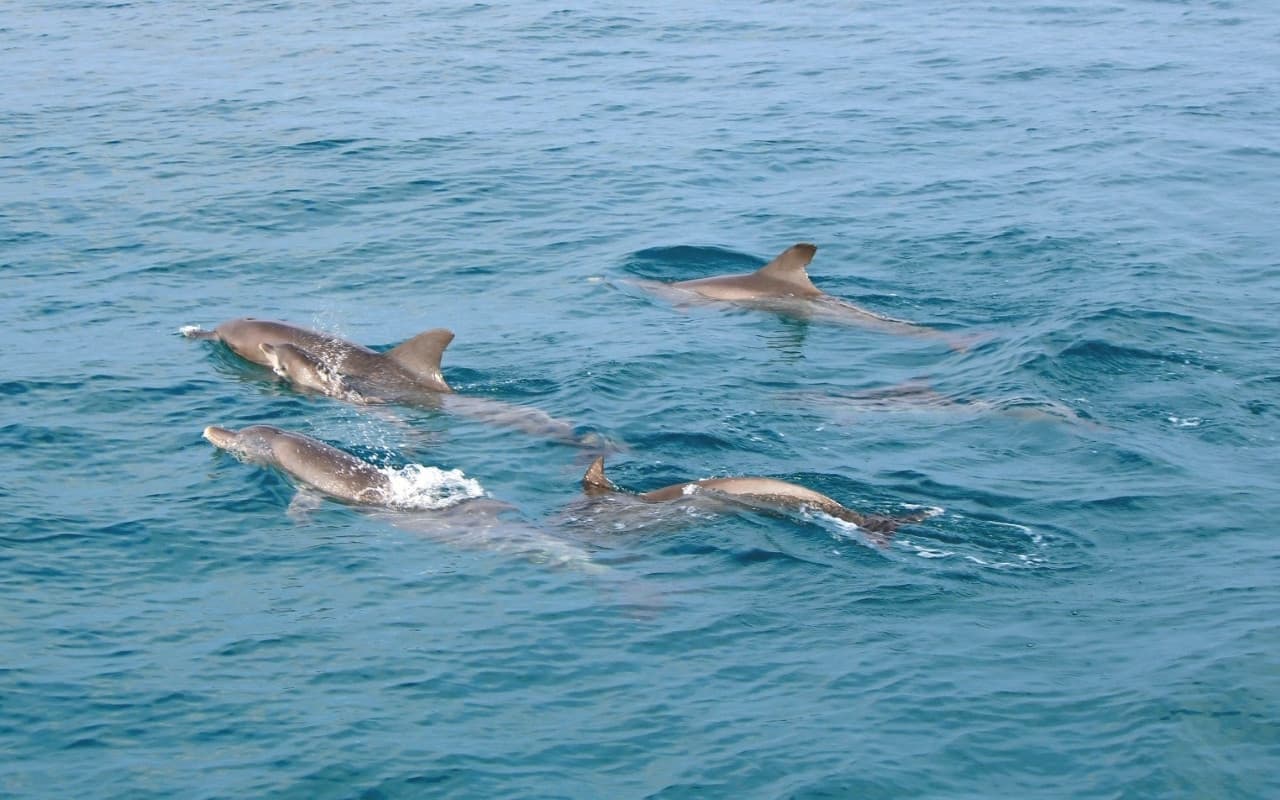 Raya Noi, Raya Yai, and Maiton Island Snorkelling Tour from Phuket - image 3