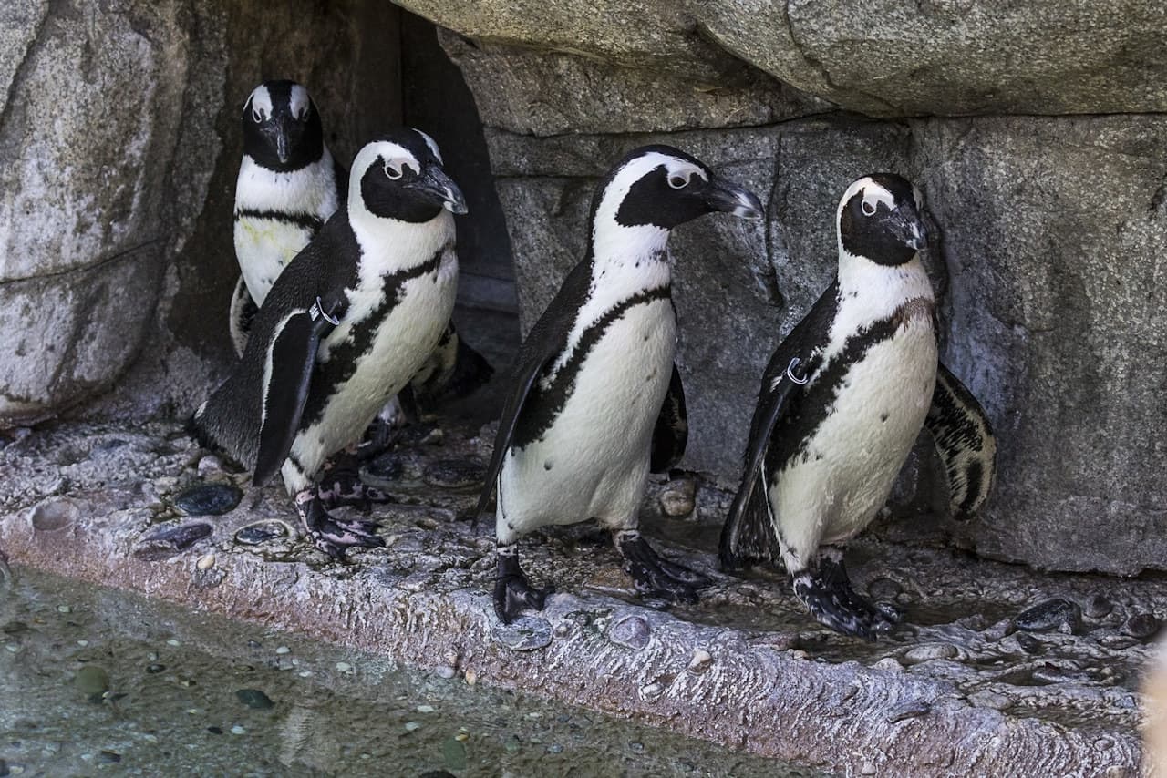 San Diego Zoo - main image