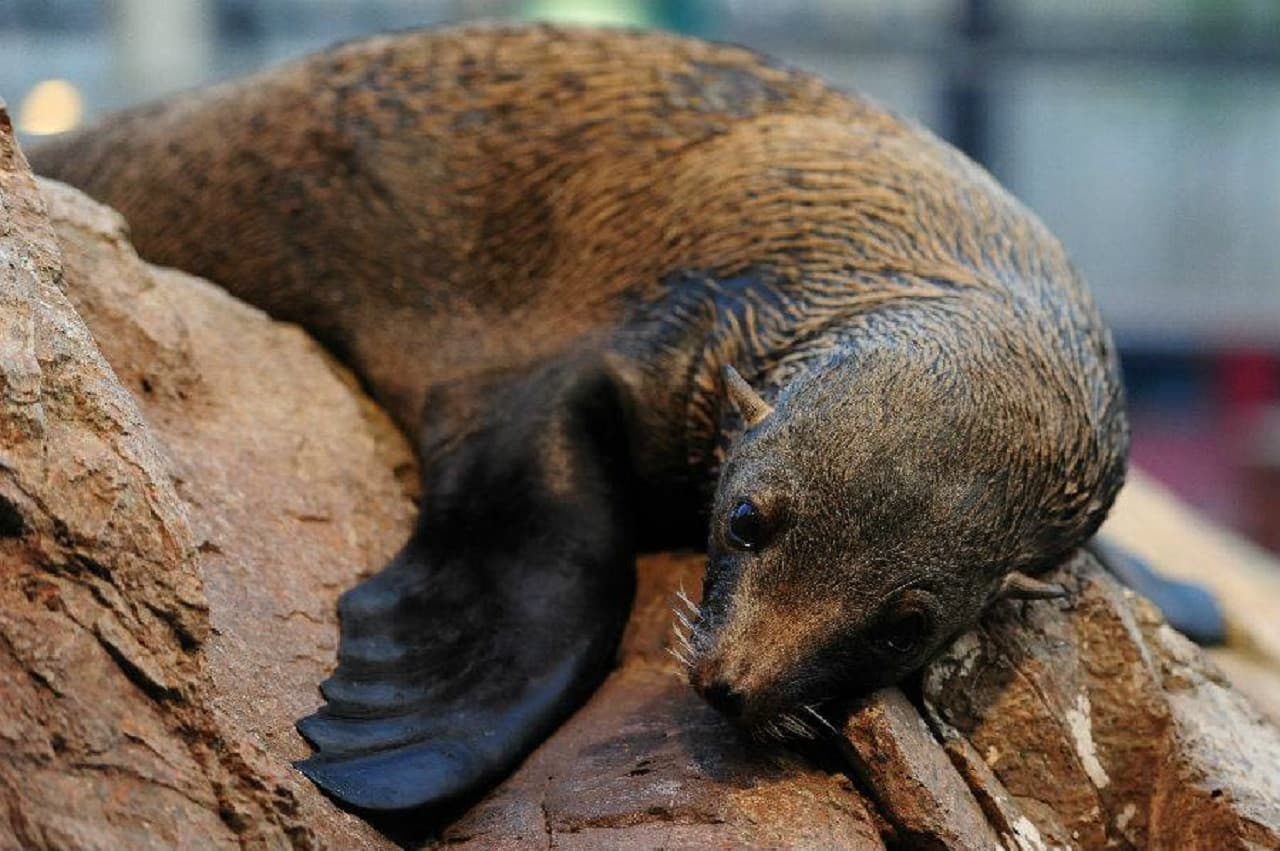 Kyoto Aquarium Ticket - image 5