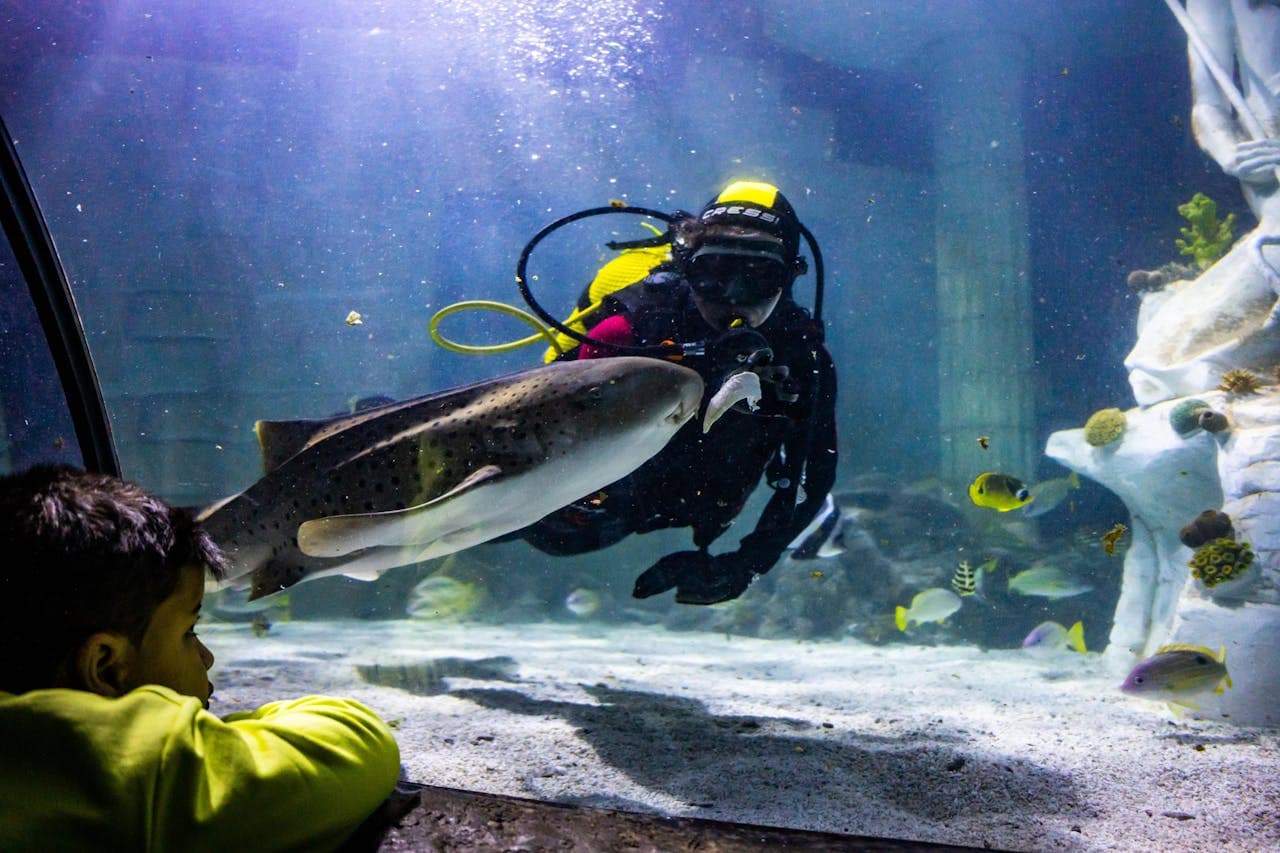 SEA LIFE Porto Ticket - image 2