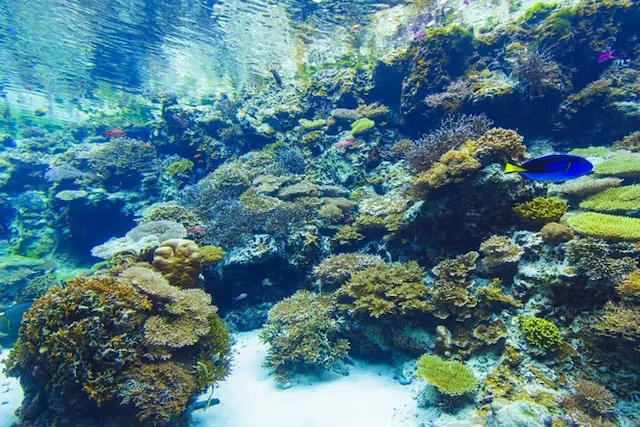 Entrada al Acuario Churaumi de Okinawa - imagen 7