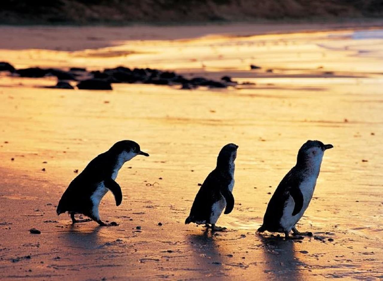 Phillip Island Nature Parks - Three-Park Pass - image 5