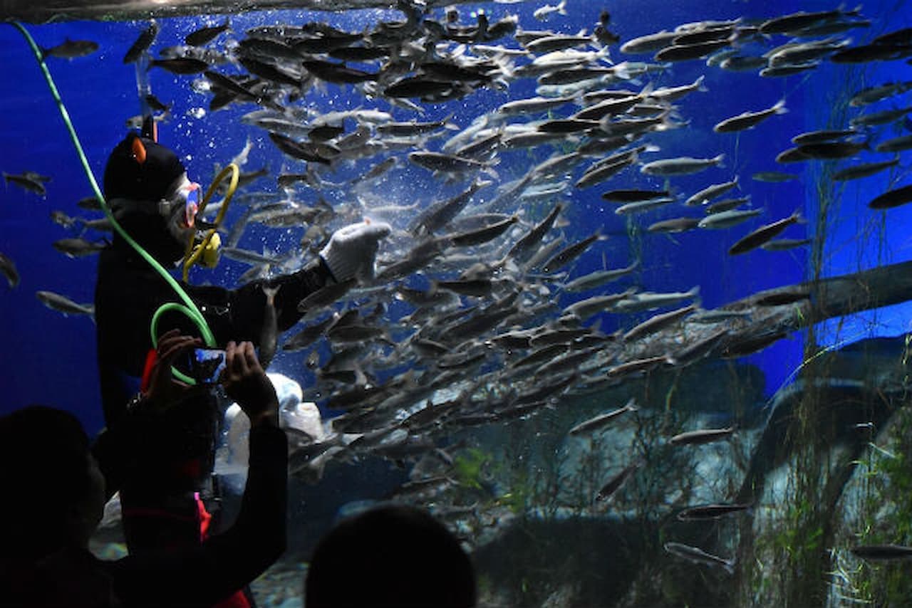 Salmon Hometown Chitose Aquarium Ticket - image 9