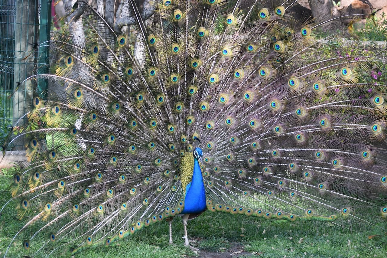 Barcelona Zoo - image 7