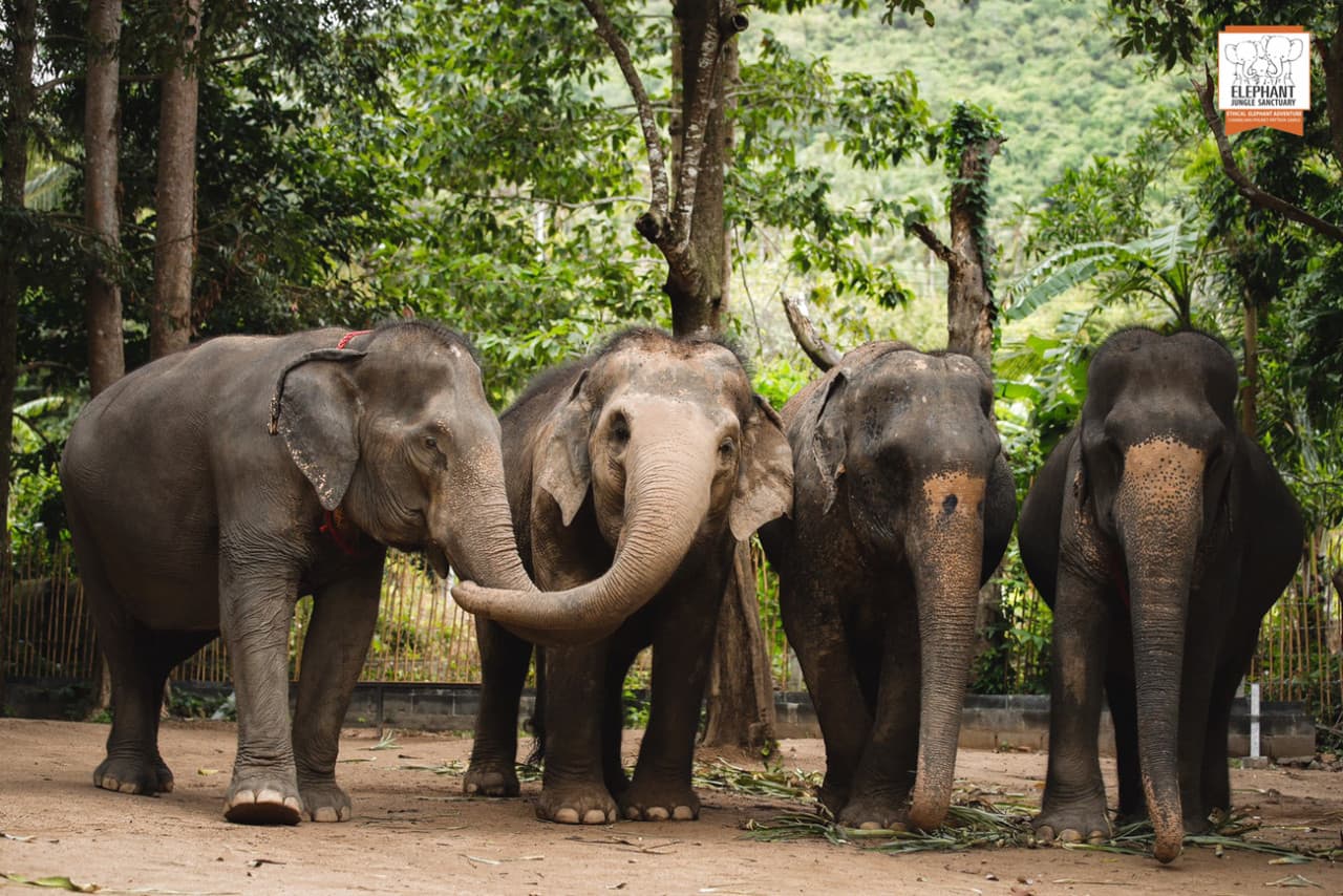 Elephant Jungle Sanctuary Koh Samui - image 2