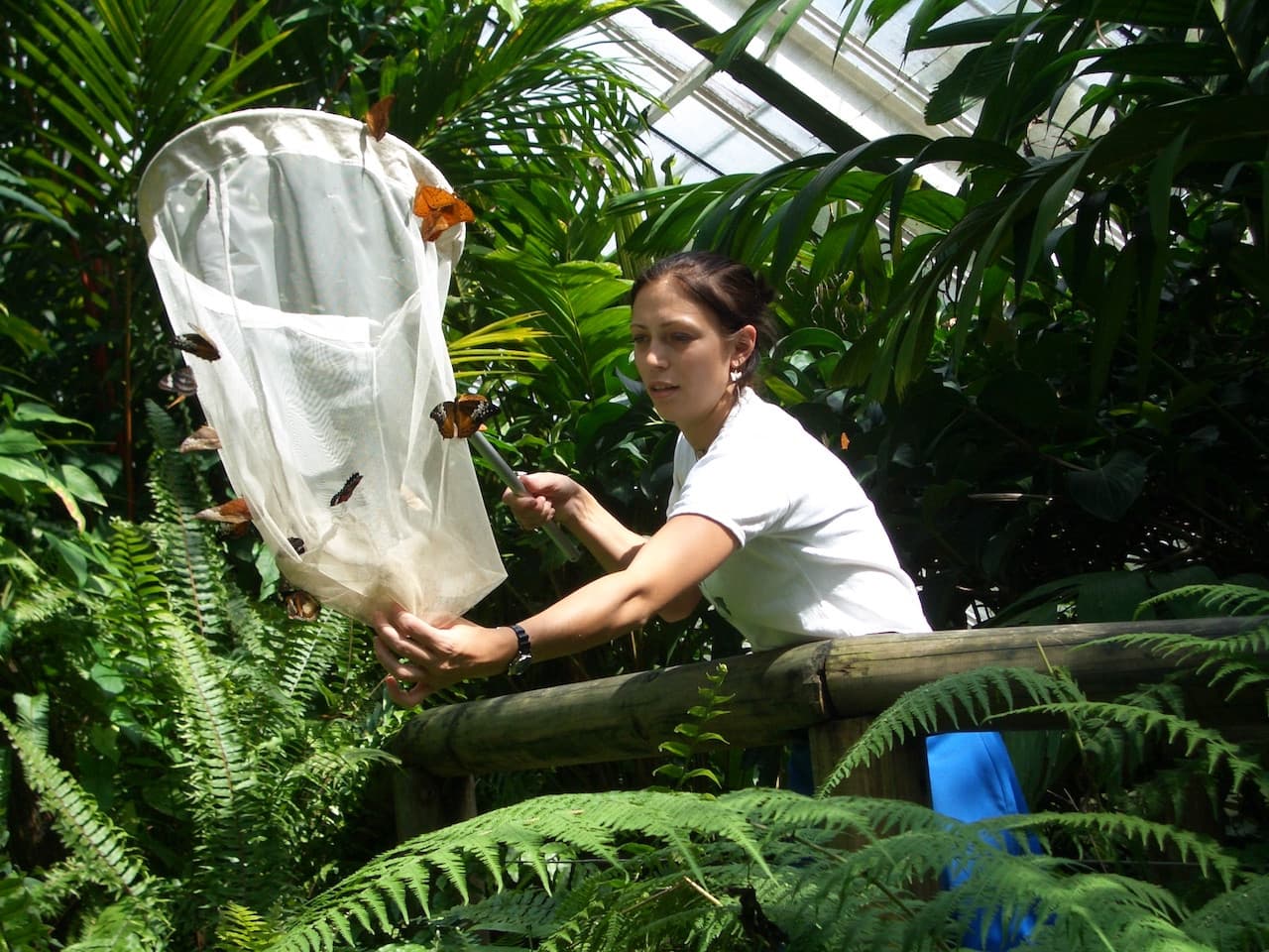 Australian Butterfly Sanctuary - image 4