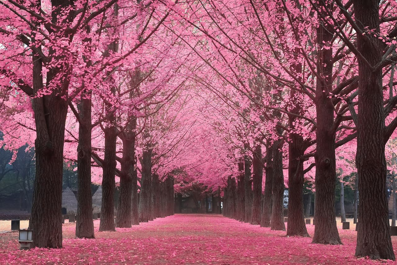 Nami Island, Petite France, Italian Village, and Gangchon Rail Bike Tour from Seoul - image 4