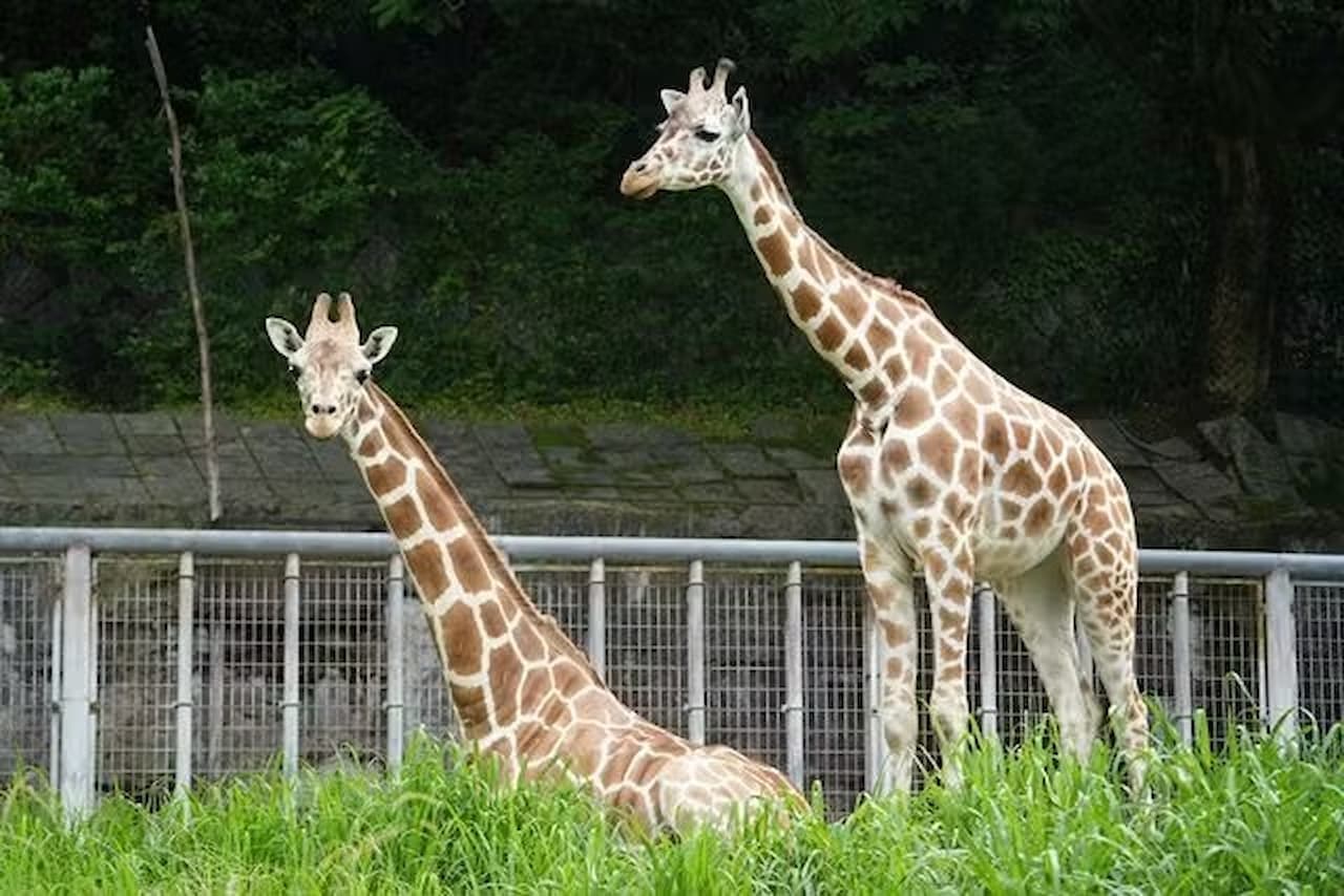 Nagoya-City Higashiyama Zoo and Botanical Gardens - image 2