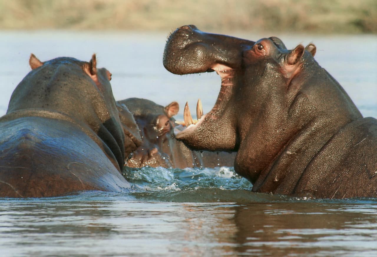 Bali Safari Park Ticket - image 8
