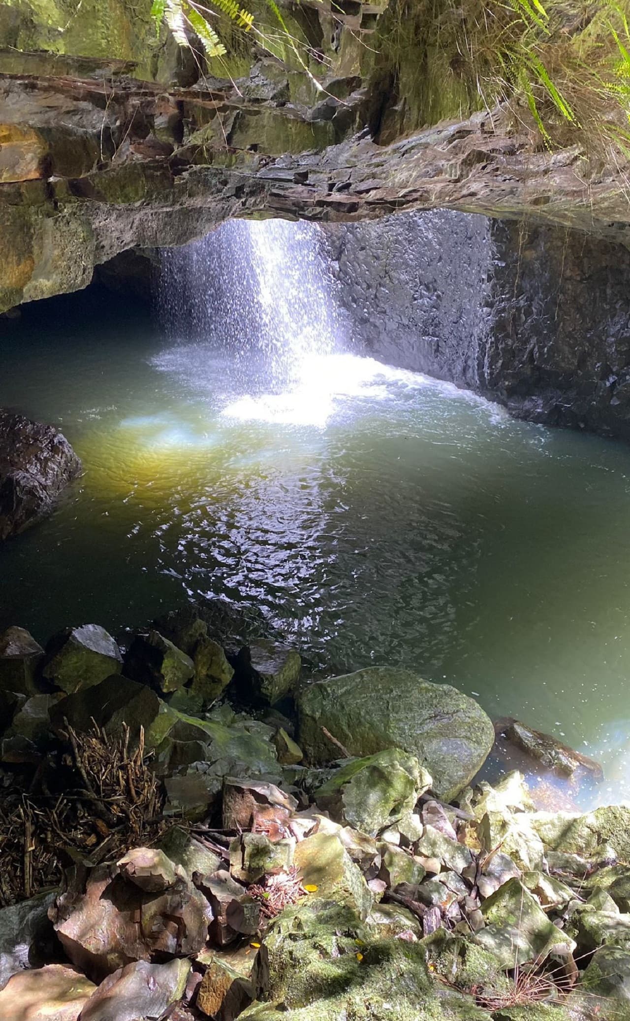 Springbrook National Park Tour: Natural Bridge and Waterfalls - image 13