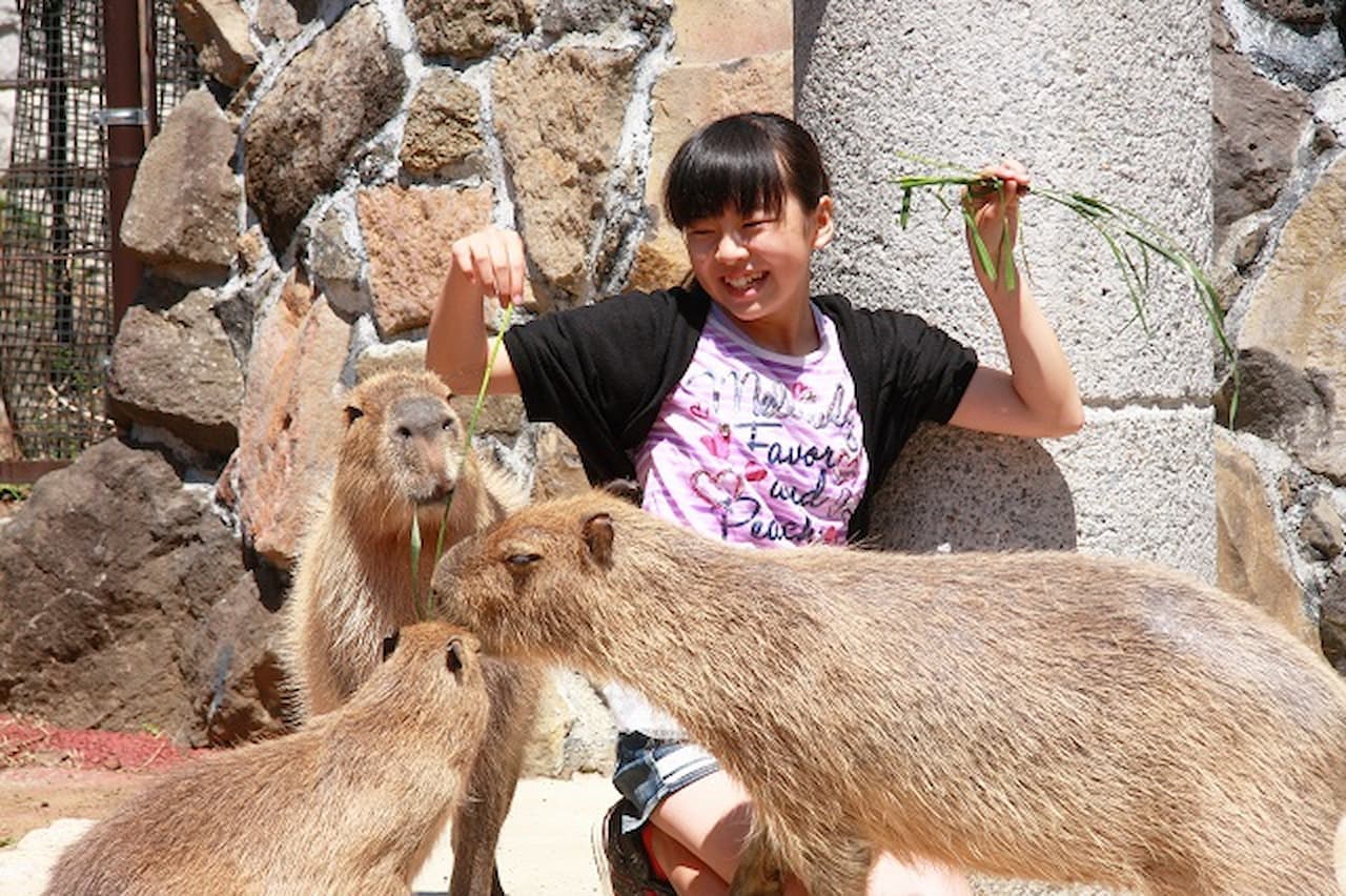 Entrada para Izu Shaboten Zoo - imagen 2