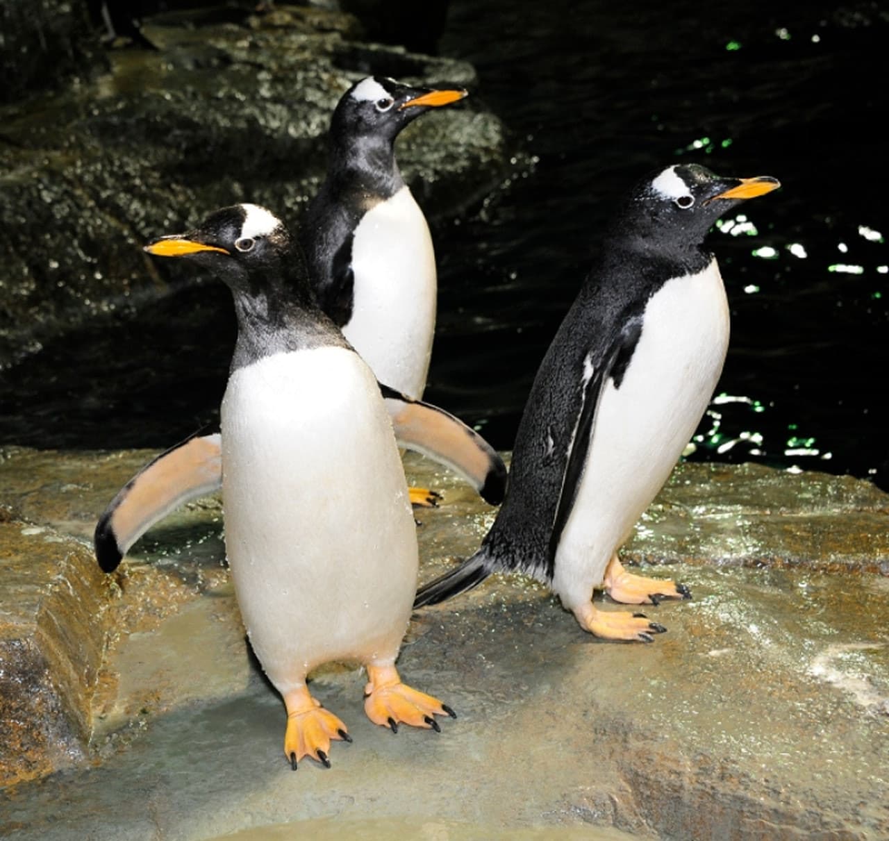 Central Park Zoo - image 3