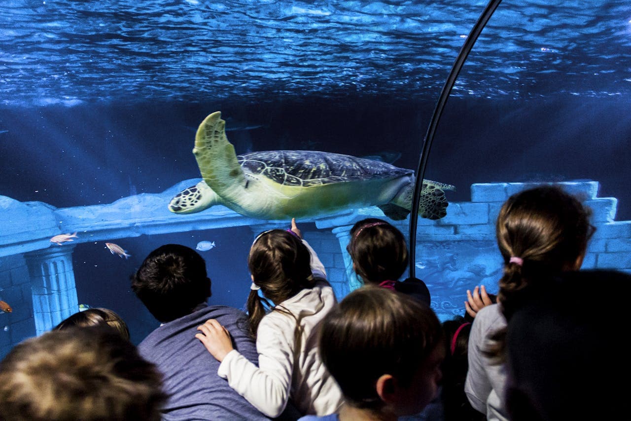 Entrada a SEA LIFE Porto - imagen 4
