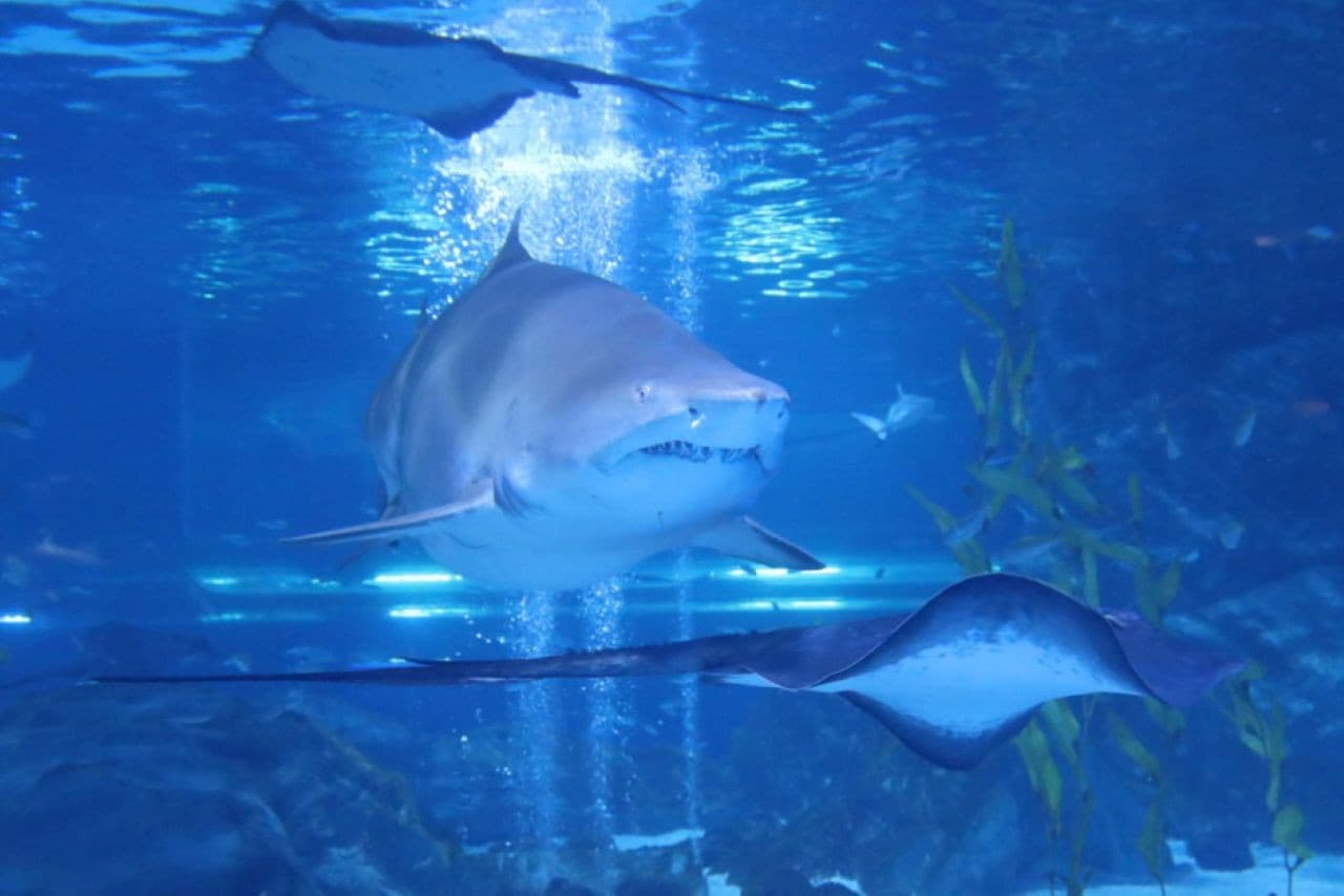 SEA LIFE COEX, Seoul Aquarium Ticket - 이미지 10